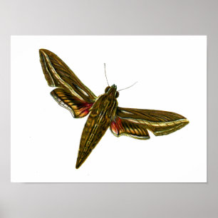 Deilephila celerio - Weinhawk-Moth Poster