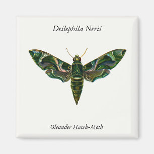 Deilephila Nerii - Oleander Hawk-Moth Magnet