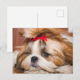 Dein Haustier-Hund-Welpe individuelles Foto Postkarte