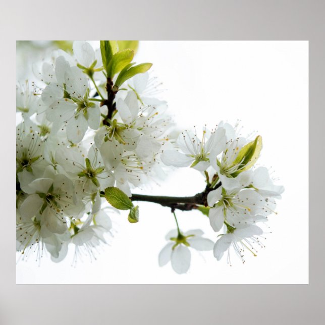 Dekor der Blume 89 Poster (Vorne)