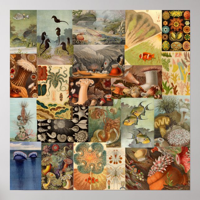 Dekoration der Vintagen Seezunge (Vorne)