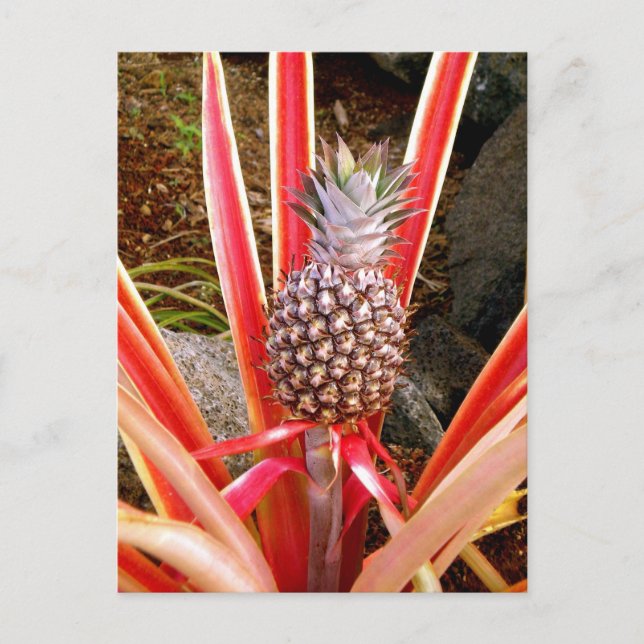 Dekorative Ananas in Hawaii Postkarte (Vorderseite)