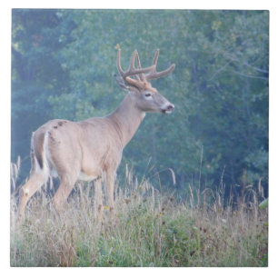 Dekorative Fliese des Weißwedelhirsch-(Profil)
