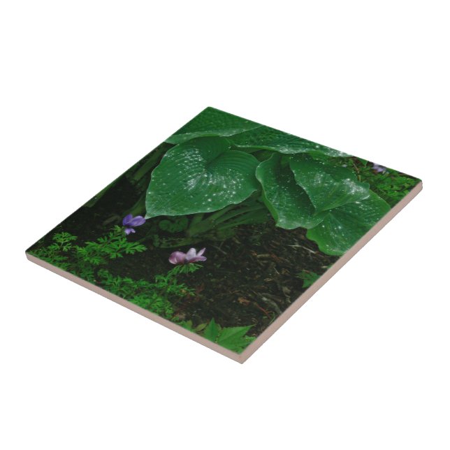 Dekorative Keramik Tile/Hostas mit Raindrops Fliese (Seite)