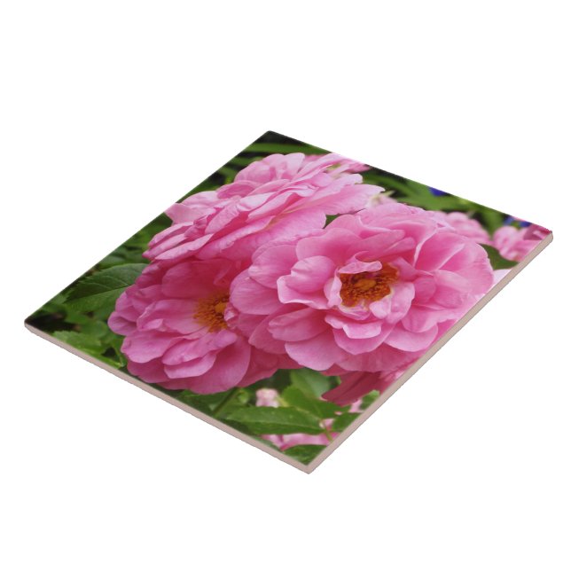 DEKORATIVE KERAMIK TITEL."PINK FRILLY ROSE" FLIESE (Seite)