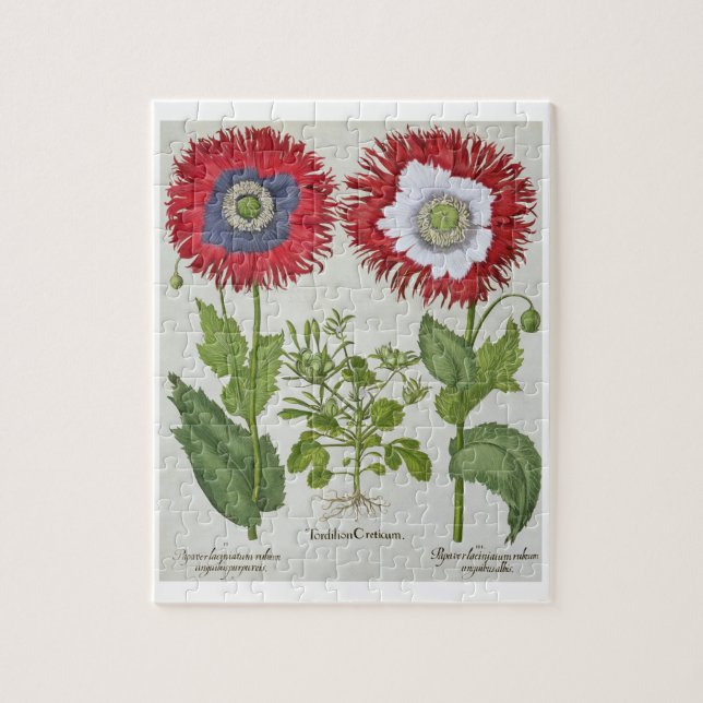 Dekorative Mohnblumen, vom 'Hortus des Puzzle (Vertikal)