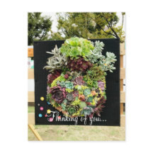 Dekorative Sukkuline