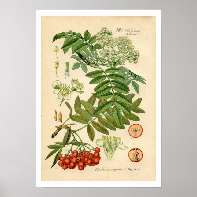 Dekorator Botanische Printmedien - Apple, Bergash Poster (Vorne)