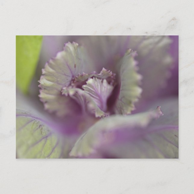 Dekorkohl Postkarte (Vorderseite)