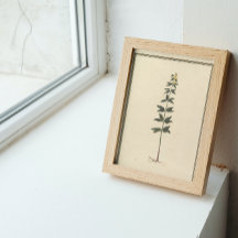 Dekoupage der botanischen Studie