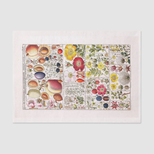 Dekoupage Paper 10"x15" - Botanischer Art 203 Seidenpapier (Vorderseite)