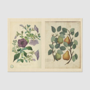 Dekoupage Paper 10"x15" - Botanischer Art 51 Seidenpapier