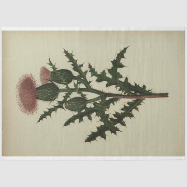 Dekoupage-Papier Seidenpapier (Vorderseite)