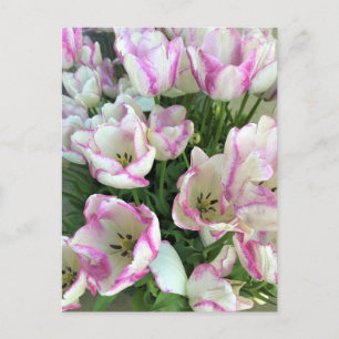Del Piero Tulips Postkarte