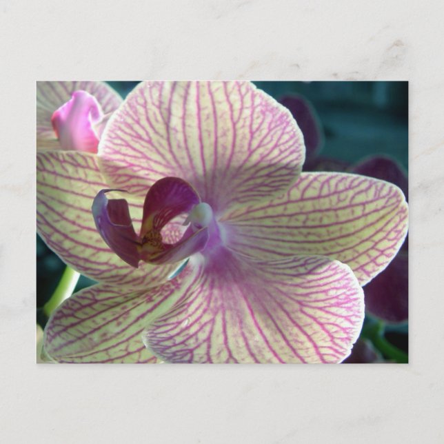 Del-Ray Orchid Postkarte (Vorderseite)