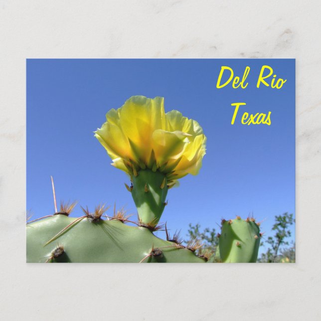 Del Rio Texas gelbe Kaktusblume Andenken Postkarte (Vorderseite)