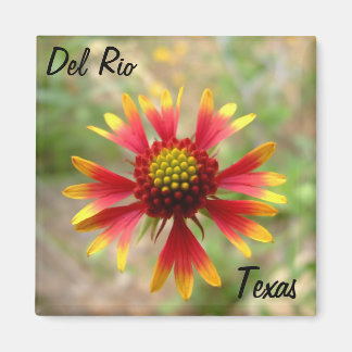 Del Rio Texas Magnet Deckblume Wildblume texa