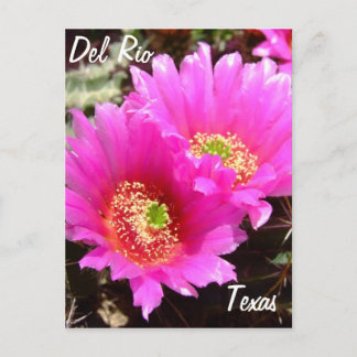 Del Rio Texas Souvenirs Rosa Kaktus Blume Postkarte