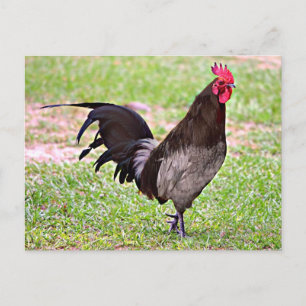 Delaware Blue Hen (Rooster) Postkarte