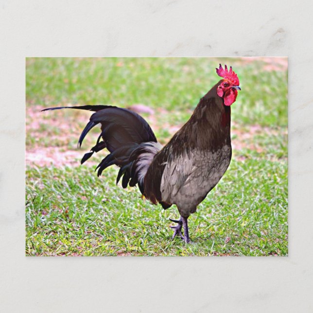 Delaware Blue Hen (Rooster) Postkarte (Vorderseite)