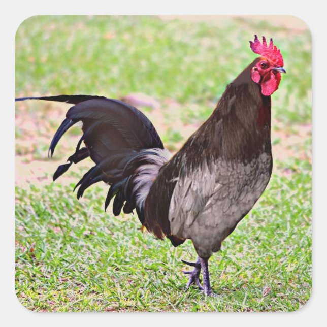 Delaware Blue Hen (Rooster) Quadratischer Aufkleber (Vorderseite)