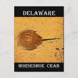 Delaware Horseshoe Crab Postkarte