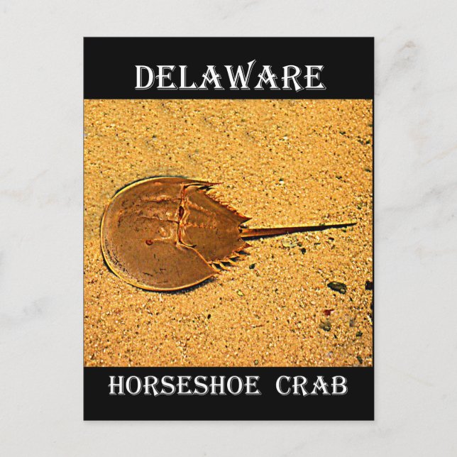 Delaware Horseshoe Crab Postkarte (Vorderseite)