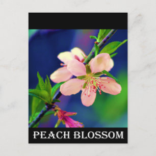 Delaware Peach Blossoms Postkarte