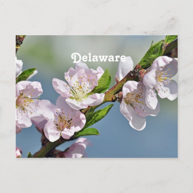 Delaware Postkarte (Vorderseite)