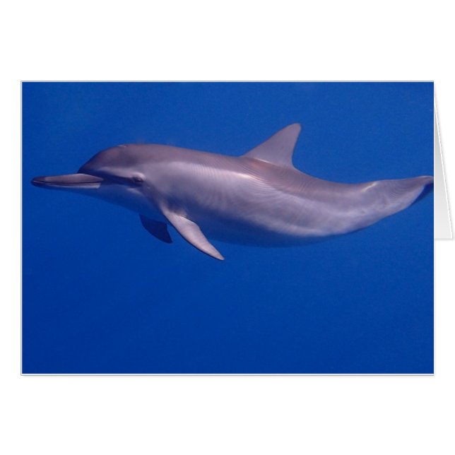 Delfin (Vorderseite (Horizontal))