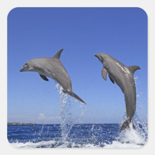 Delfin 2 quadratischer aufkleber