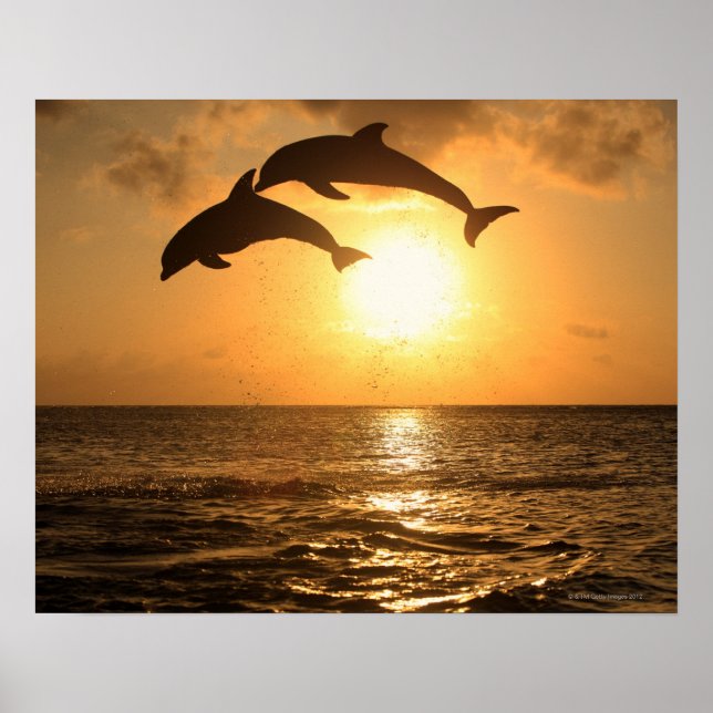 Delfin 3 poster (Vorne)