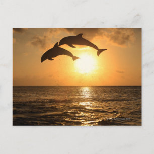 Delfin 3 postkarte