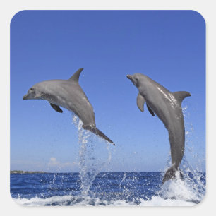 Delfin, Dauphin, groberes Tuemmler, Tursiops 3 Quadratischer Aufkleber