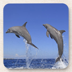 Delfin, Dauphin, groberes Tuemmler, Tursiops 3 Untersetzer