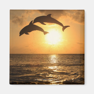 Delfin, Dauphin, groberes Tuemmler, Tursiops Magnet