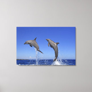 Delfin, Delphin, Grosser Tuemmler, Tursiops 3 Leinwanddruck