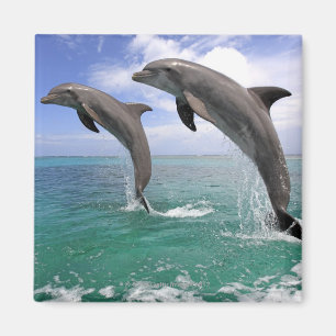 Delfin, Delphin, Grosser Tuemmler, Tursiops 4 Magnet