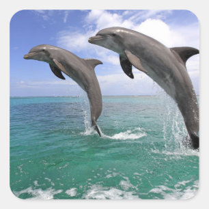 Delfin, Delphin, Grosser Tuemmler, Tursiops 4 Quadratischer Aufkleber