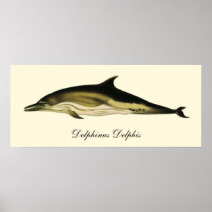 Delfin Delphinus Delphis, Vintage Meereslebewesen Poster