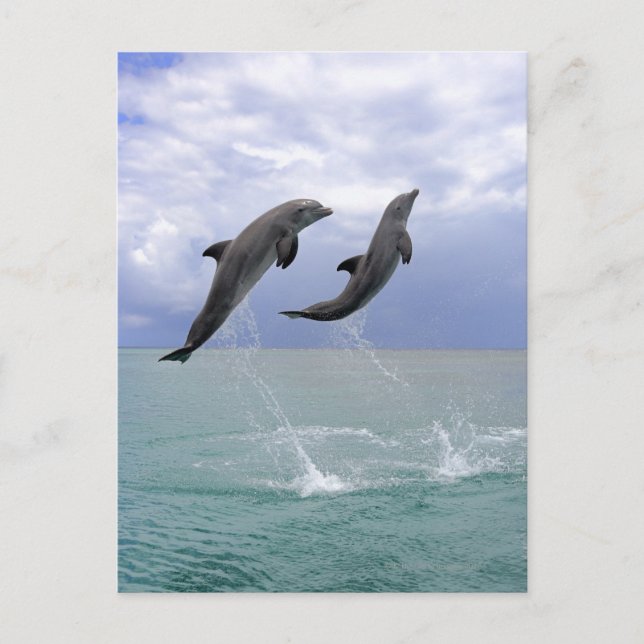 Delfin (Großer Tuemmler) Postkarte (Vorderseite)