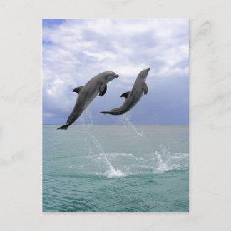 Delfin (Großer Tuemmler) Postkarte