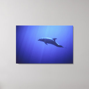 Delfin Leinwanddruck