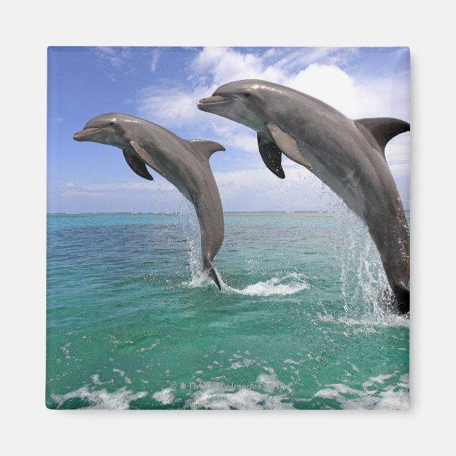 Delfin Magnet (Vorne)