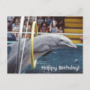 Delfin Postkarte