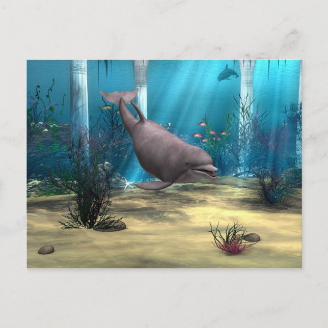 Delfin Postkarte (Vorderseite)