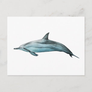 Delfin Spinner Postkarte