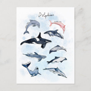 Delfin-Themenparty Kinder-Wasserfarbenzeichnung Postkarte