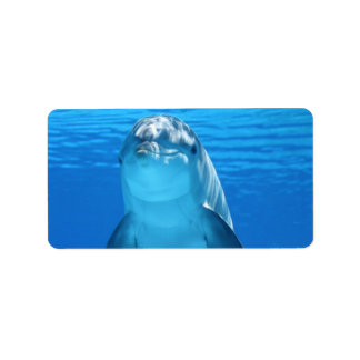 Delfin Wasser Strand Tropisches Paradies Insel Fis Adressaufkleber
