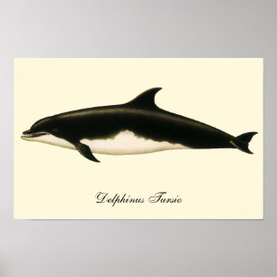 Delfine Delphinus Tursio, Vintage Meereslebewesen Poster